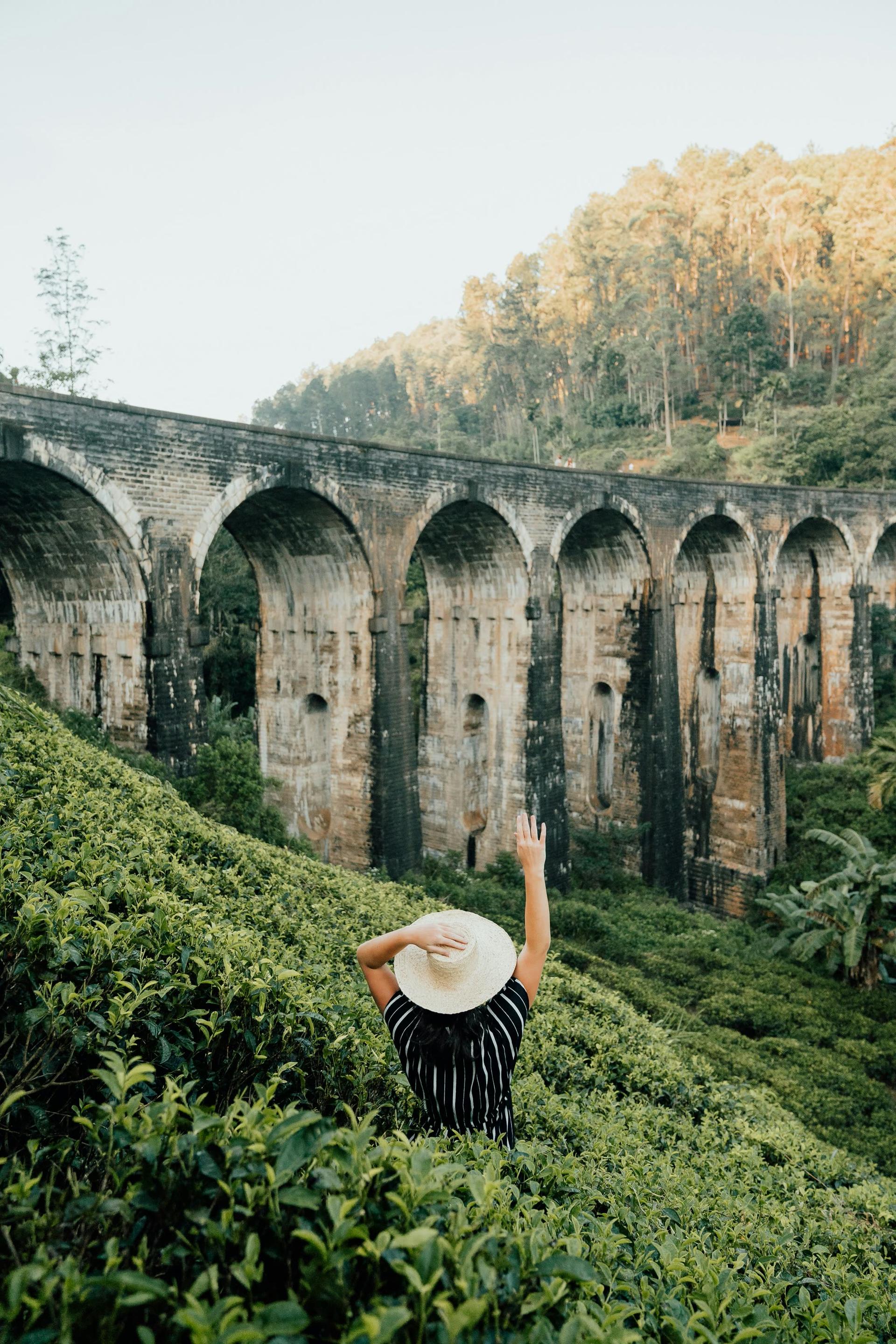 Tea Fields Near Nine Arches Bridge
