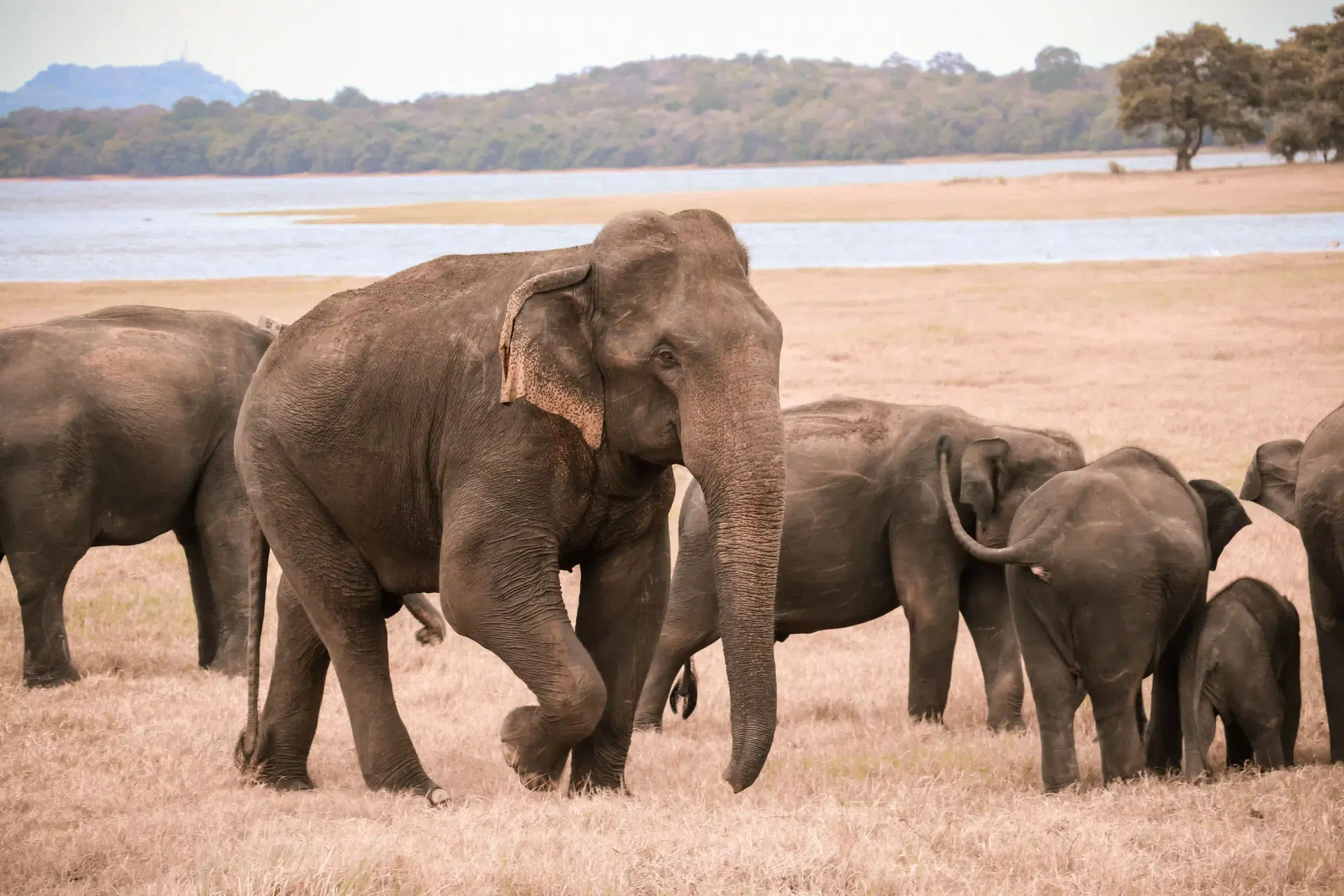 Sri Lanka 11 Day Complete Tour