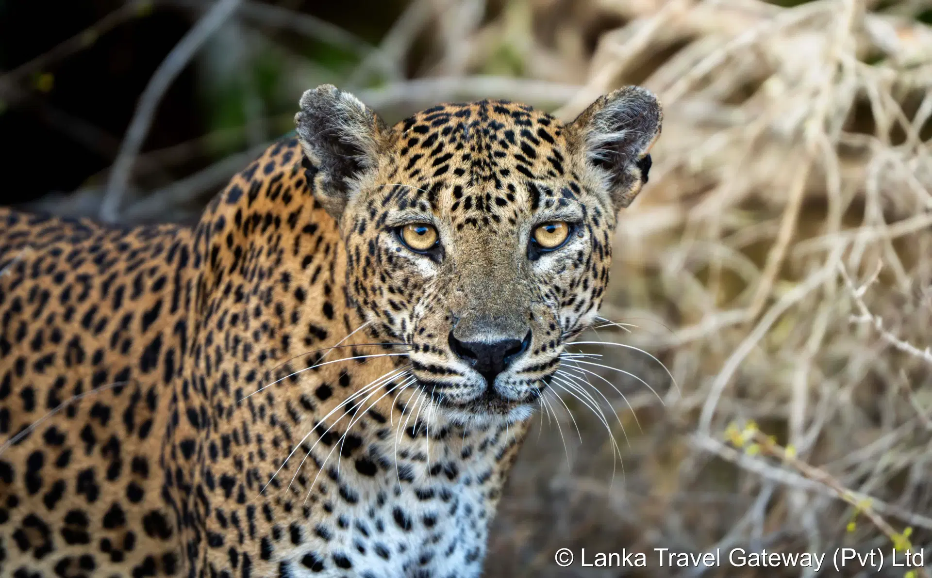 Sri Lankan Leopard in Yala