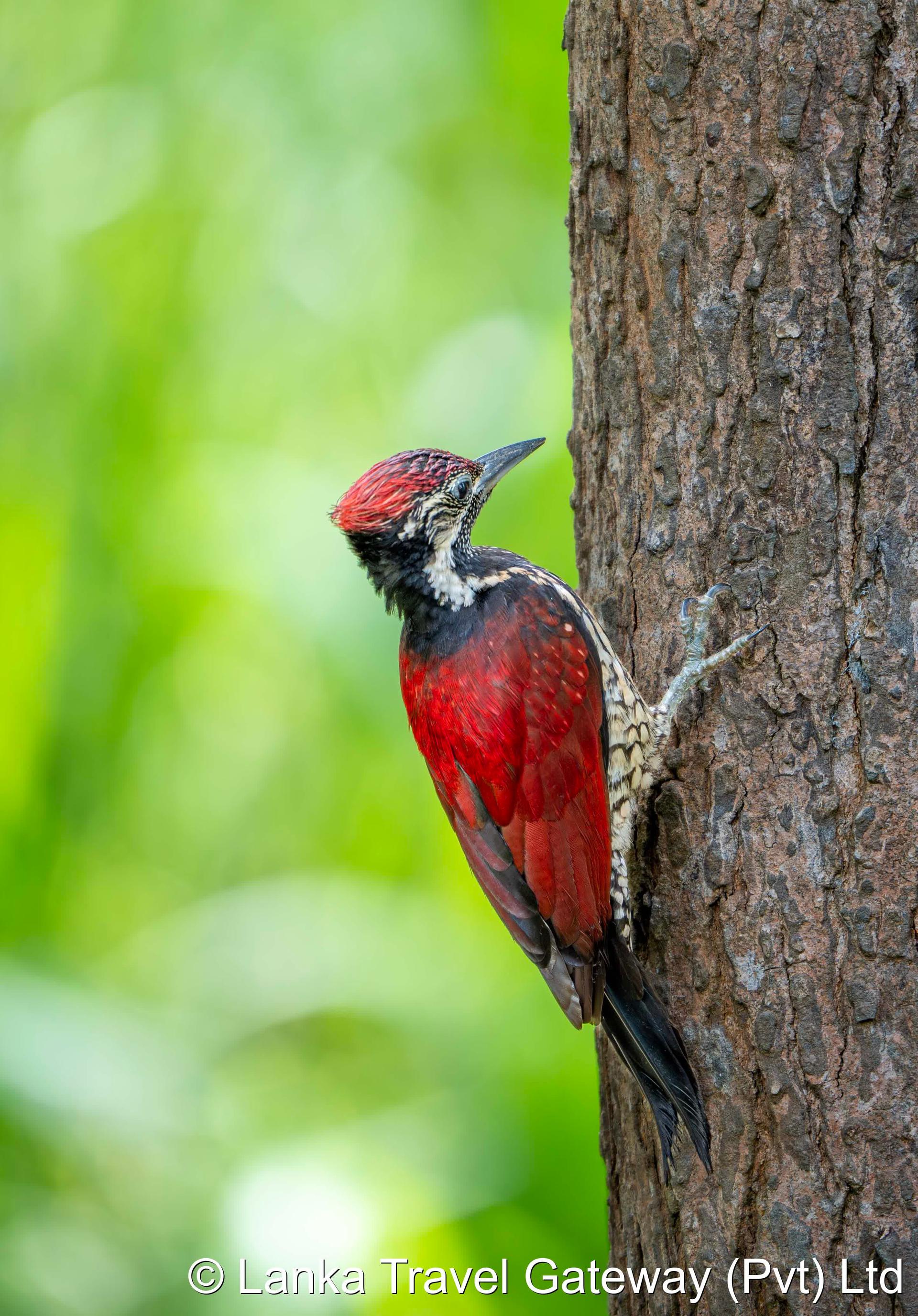 Red Woodpecker of Yala
