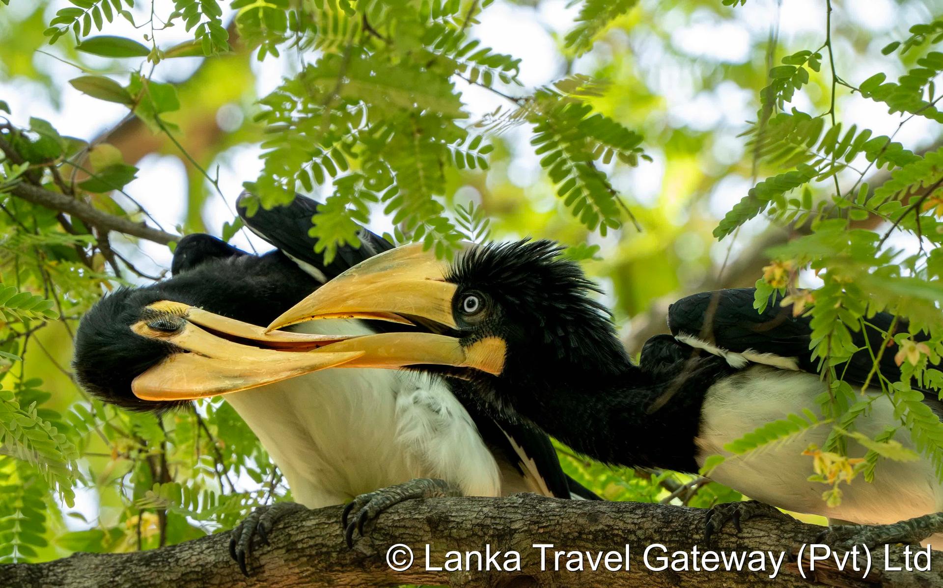 Malabar Pied Hornbills