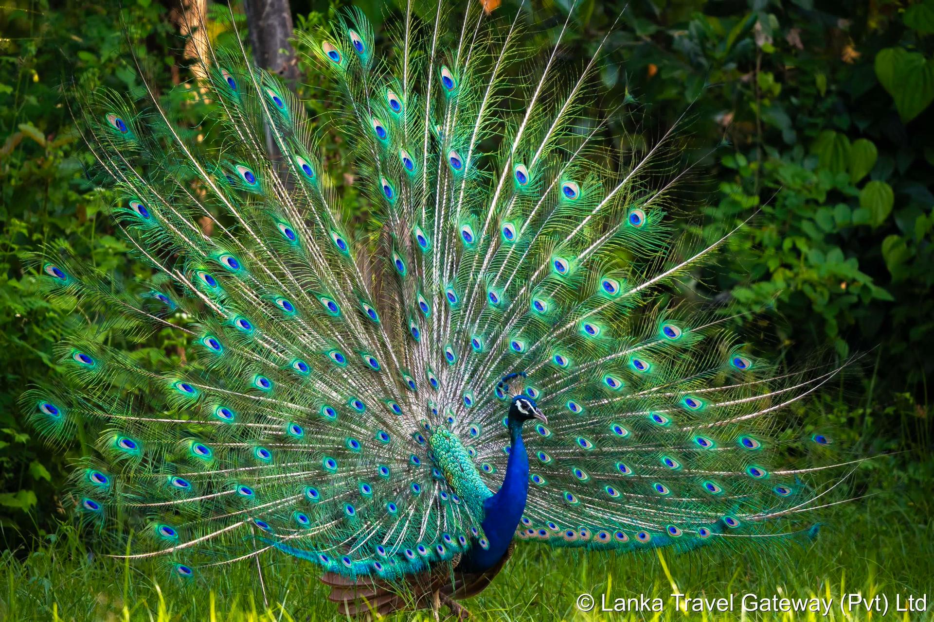 Peacock Displaying Feathers