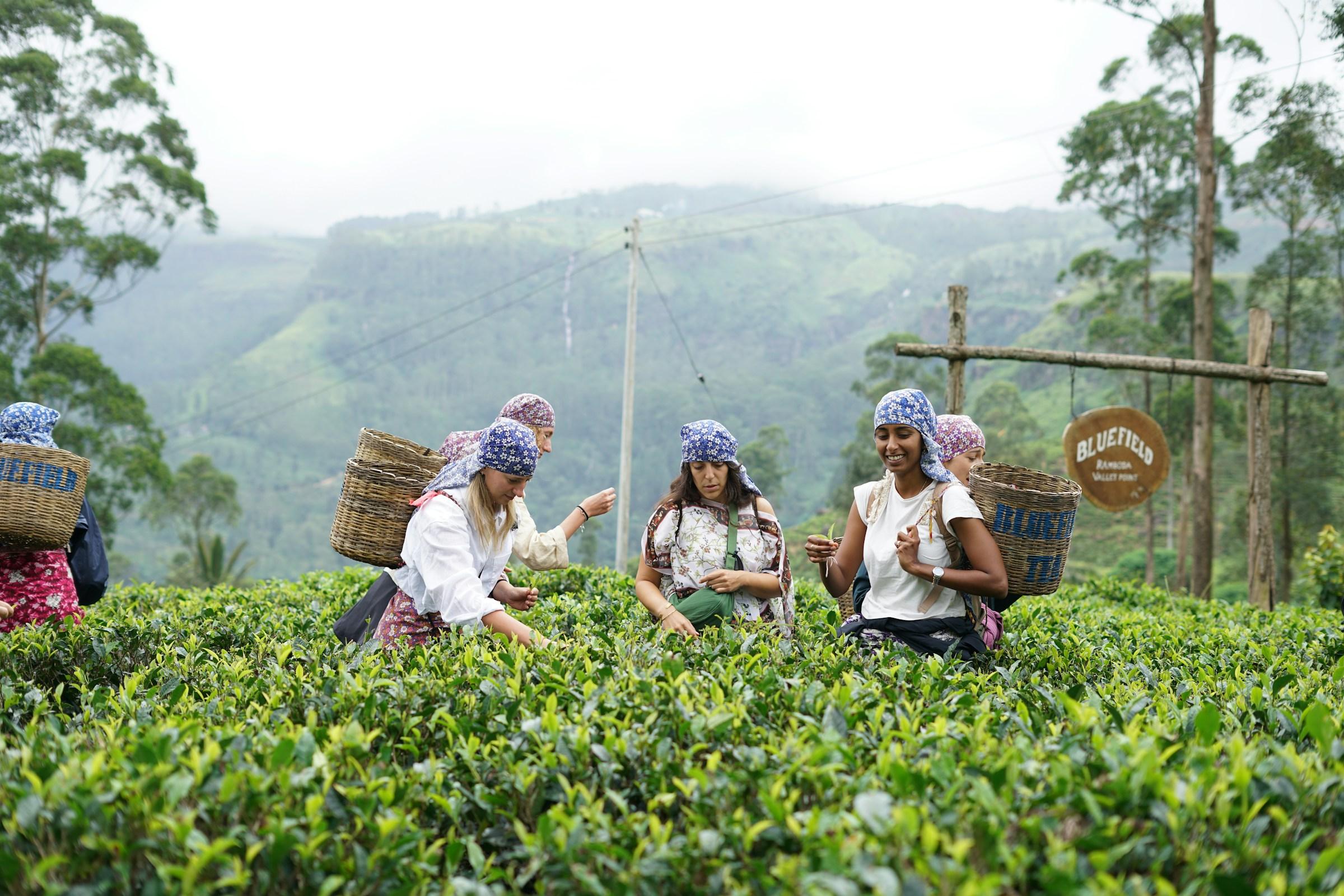 Experience Tea Country Like a Local