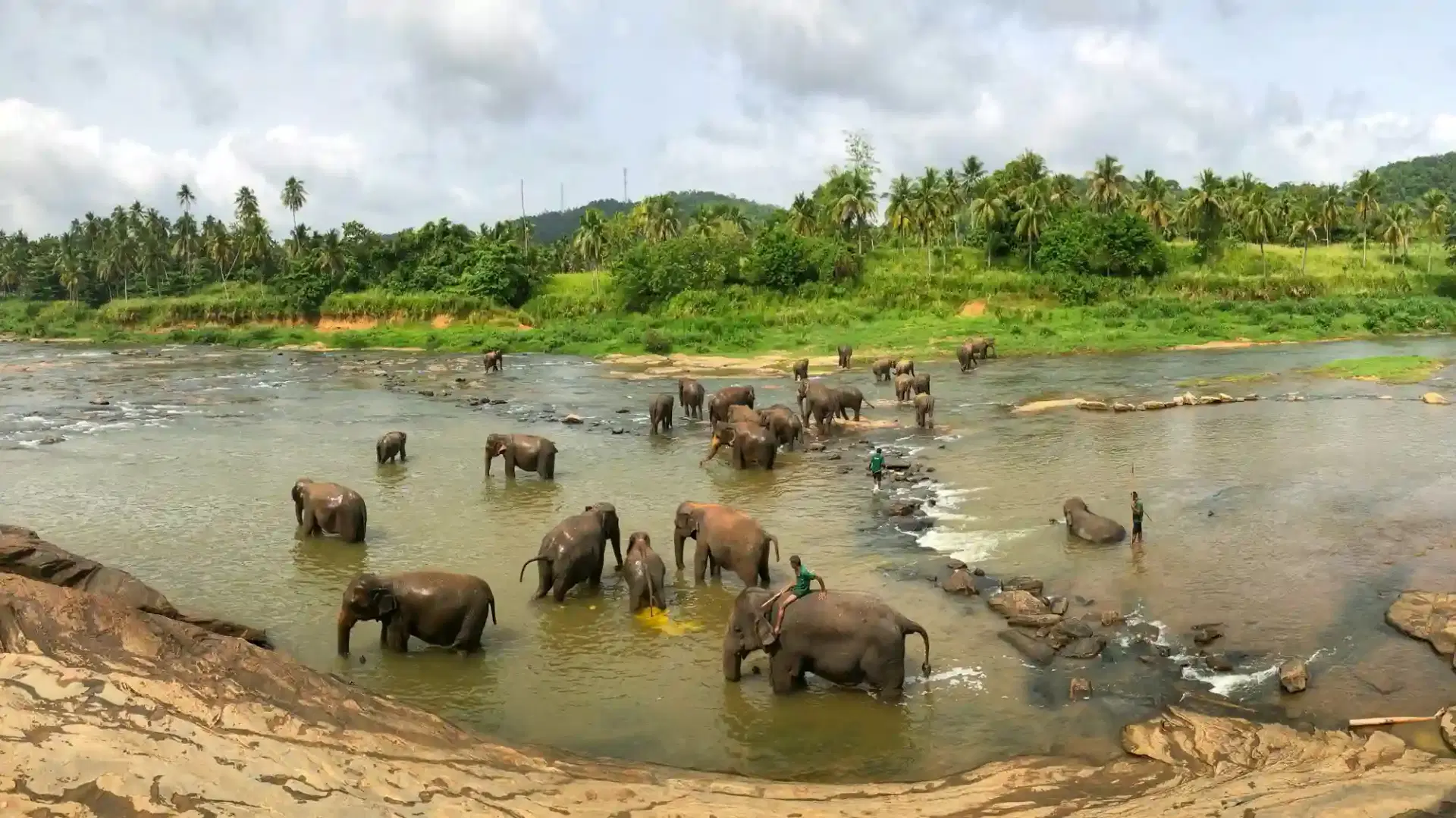 Moments with Pinnawala's Gentle Giants