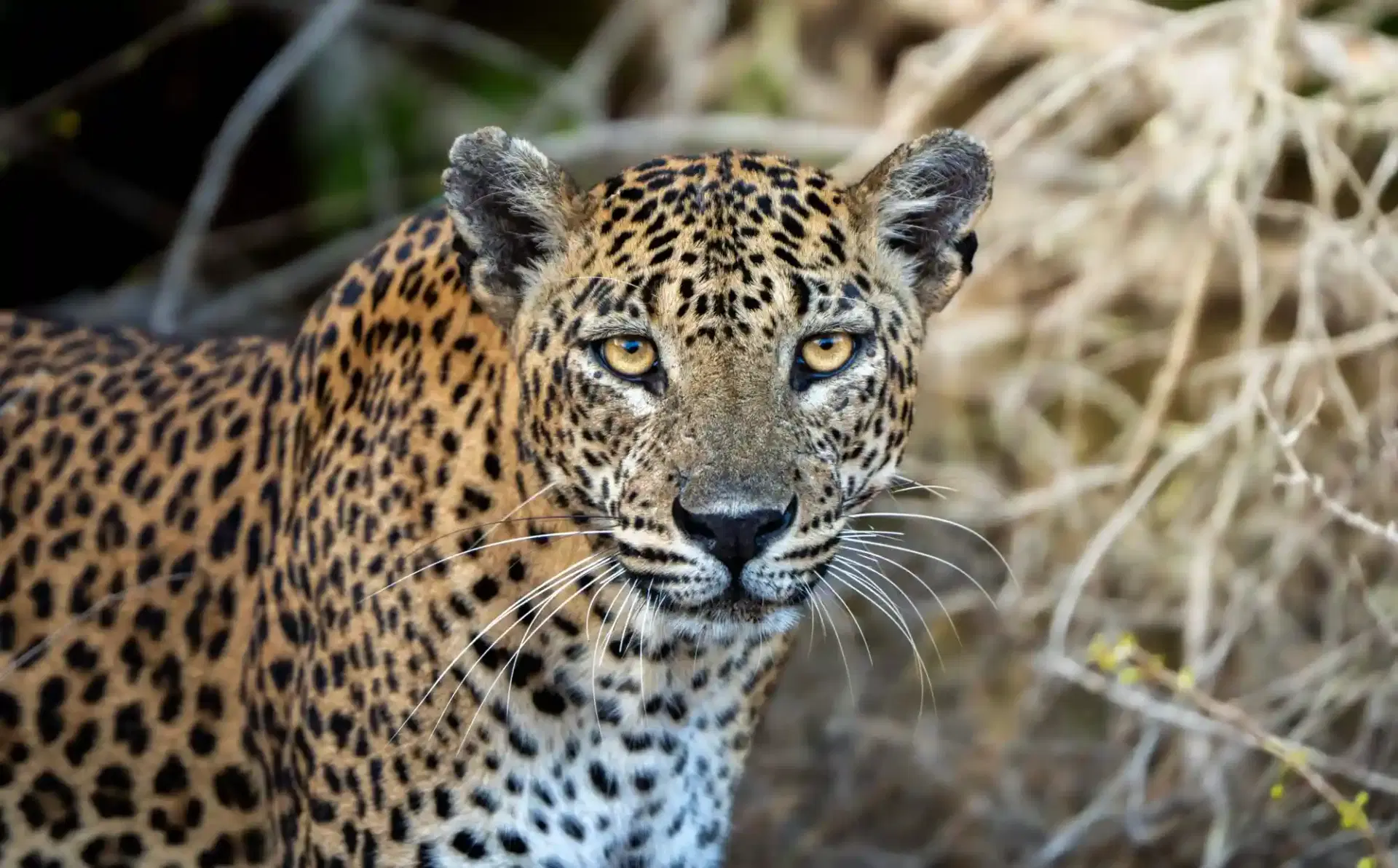 Wildlife, Culture & Nature Expedition