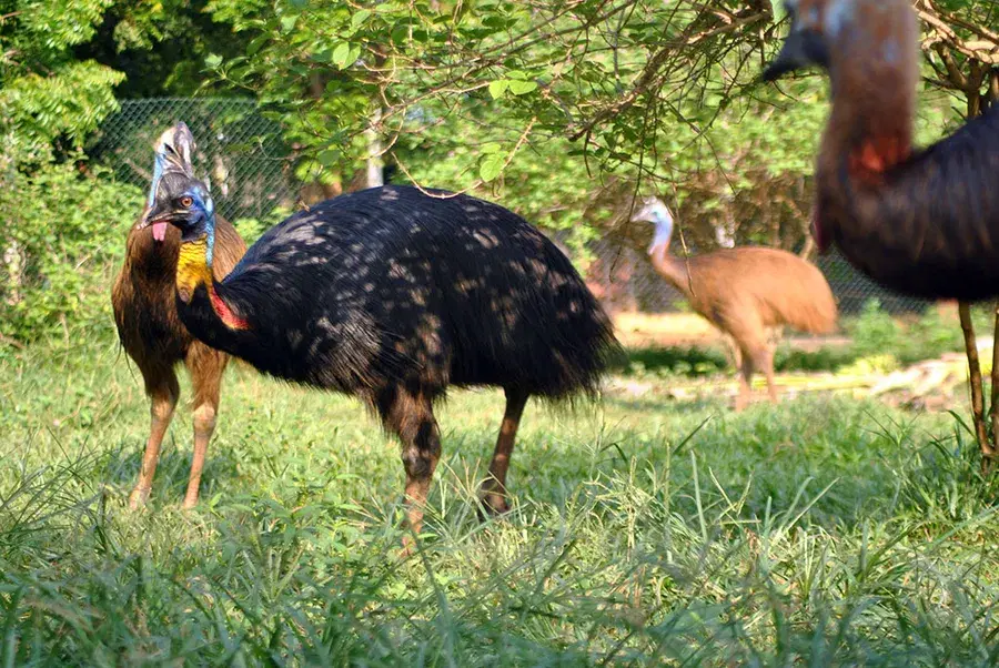 Cassowary and Emus
