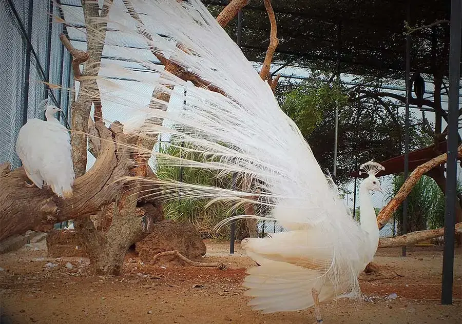 White Peacock in Display