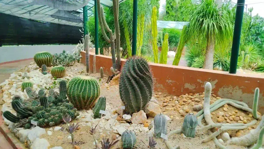Cactus and Succulent Collection