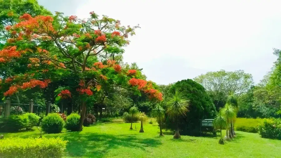 Flame Tree and Butterfly Garden