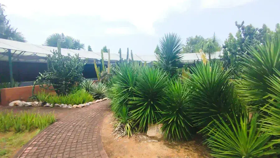 Arid-Climate Beds