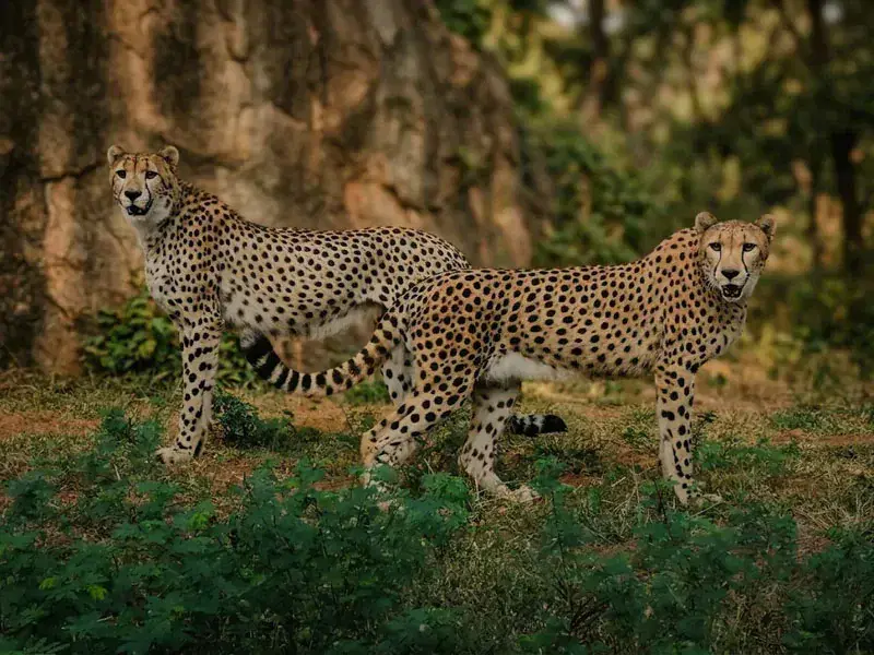 Cheetahs