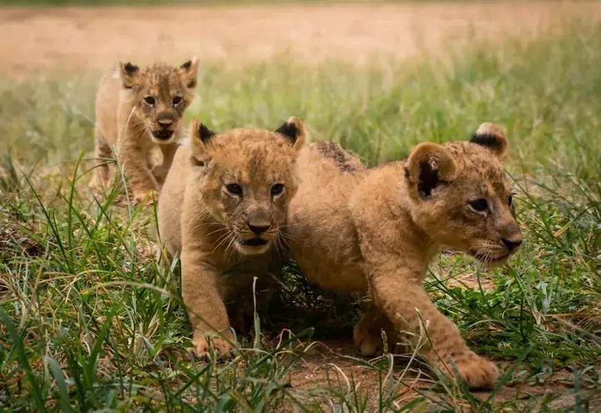 Lion Cubs