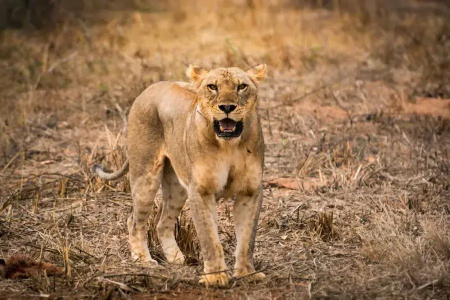 Lioness in Dry-Season Grass