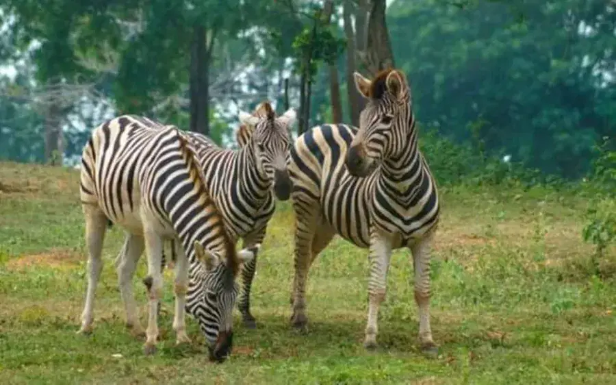 Zebras