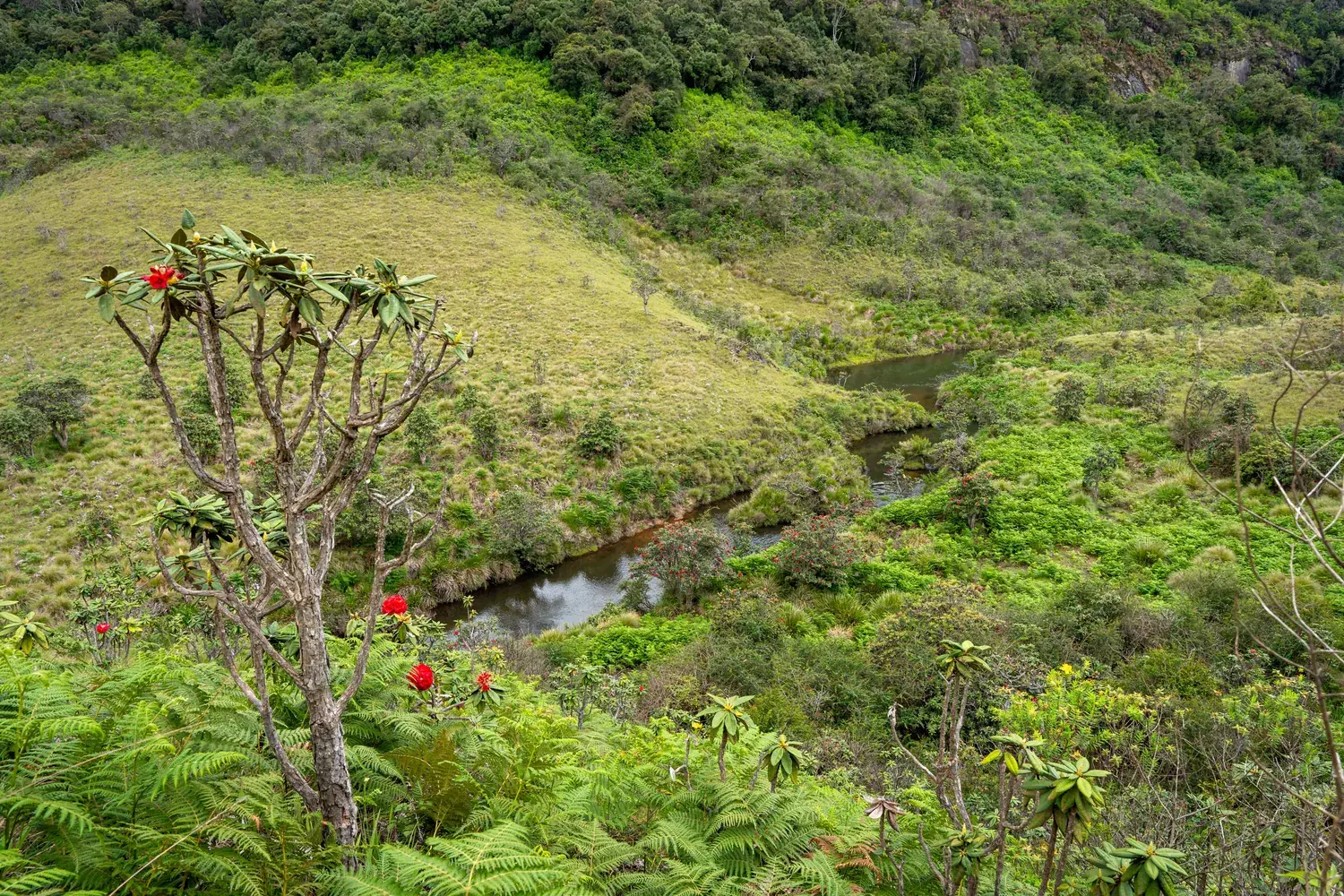 Grassland, Forest and Tree Ferns