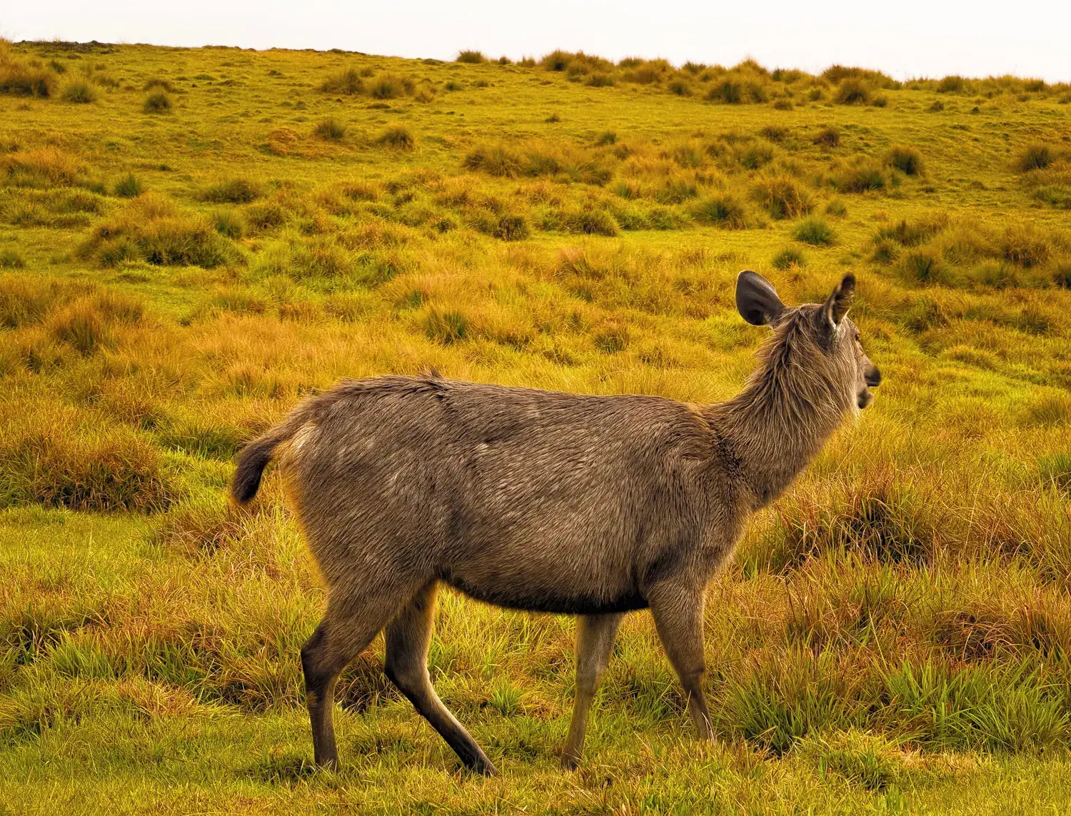 Sambar Hind in the Tussock Grass