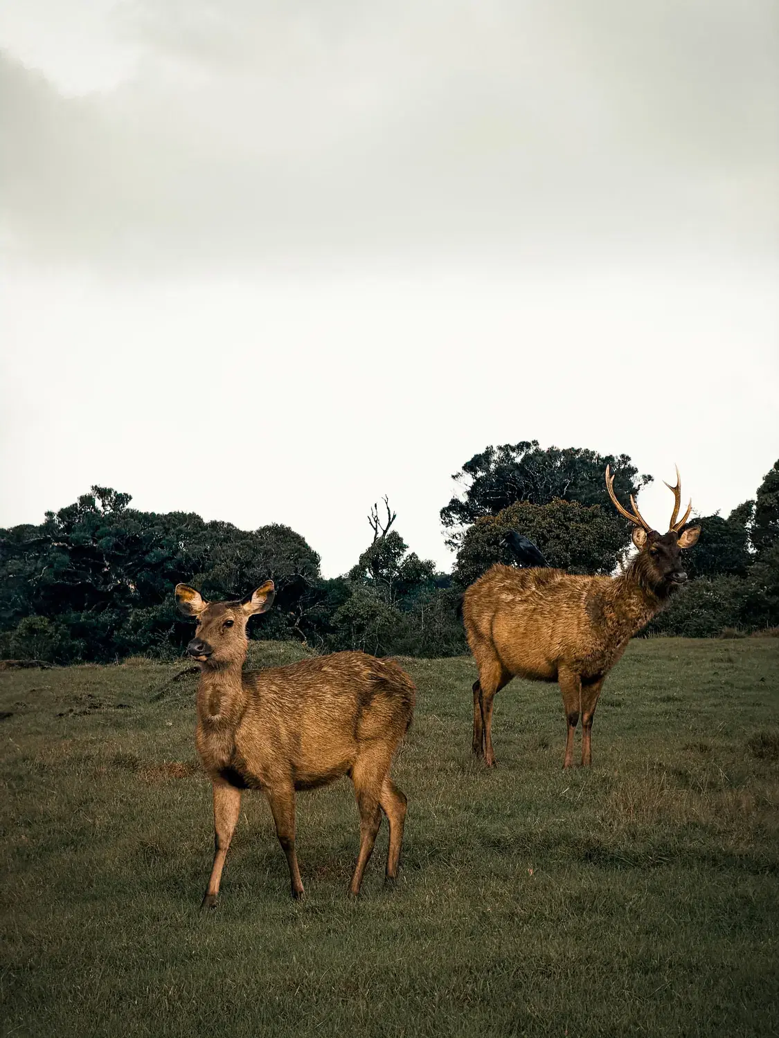 The Grassland–Forest Edge