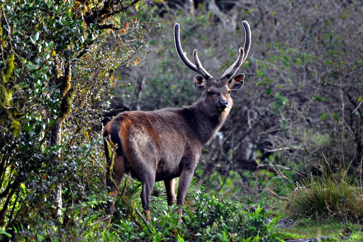 Sambar Stag at the Forest Margin