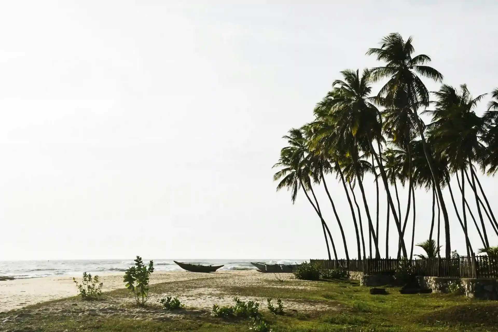 Palm Grove by the Beach