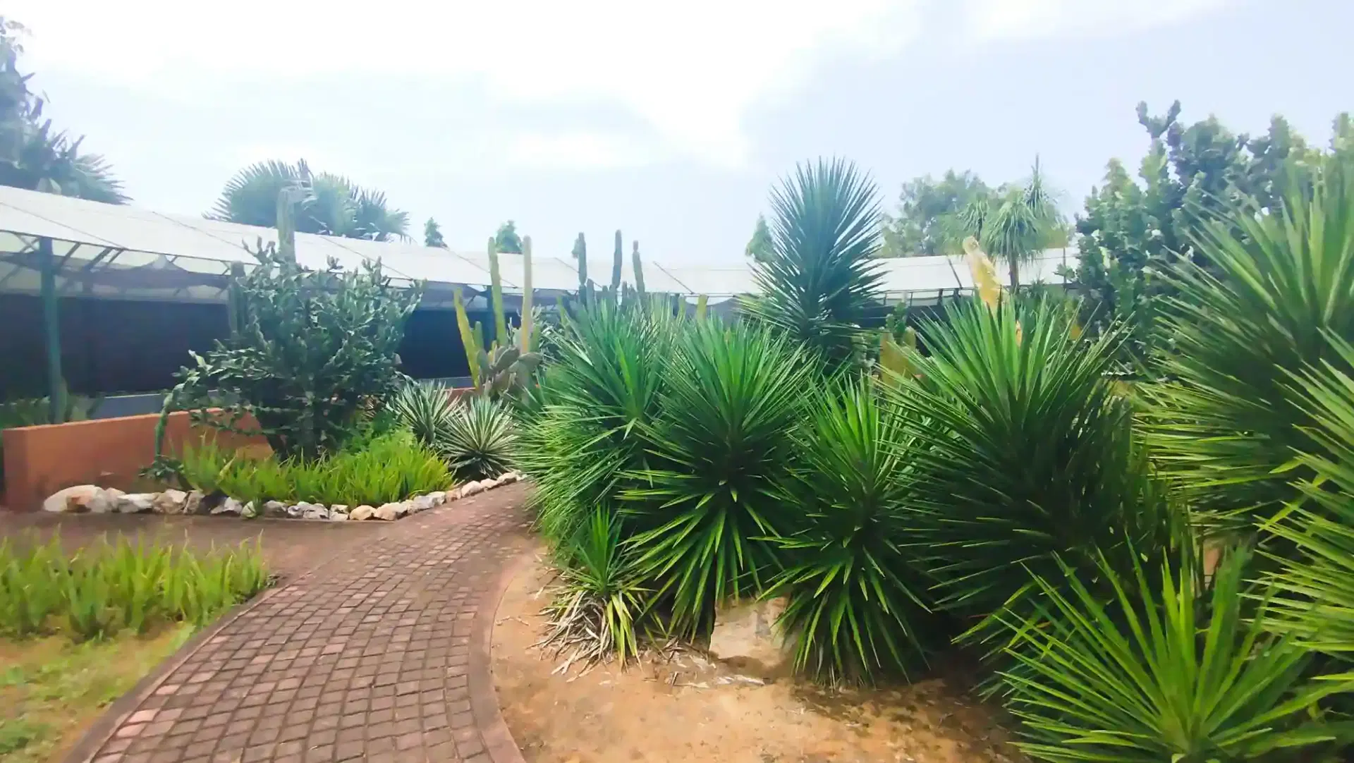Arid Plant Walkway