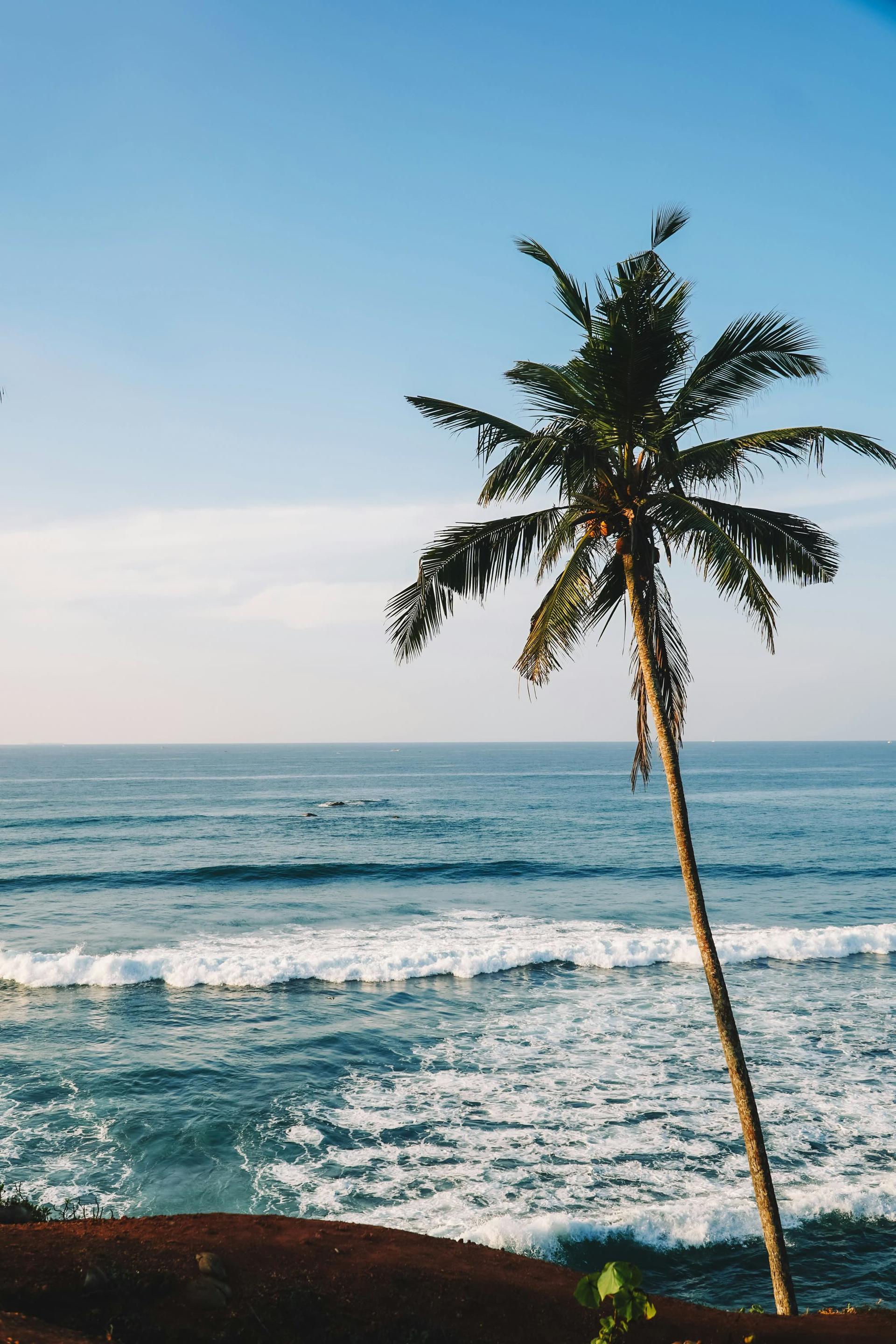 Palm Tree Overlooking the Ocean