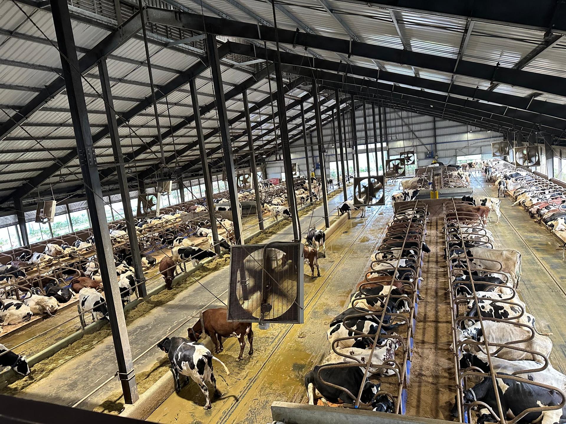 Ambewela Dairy Farm Barn