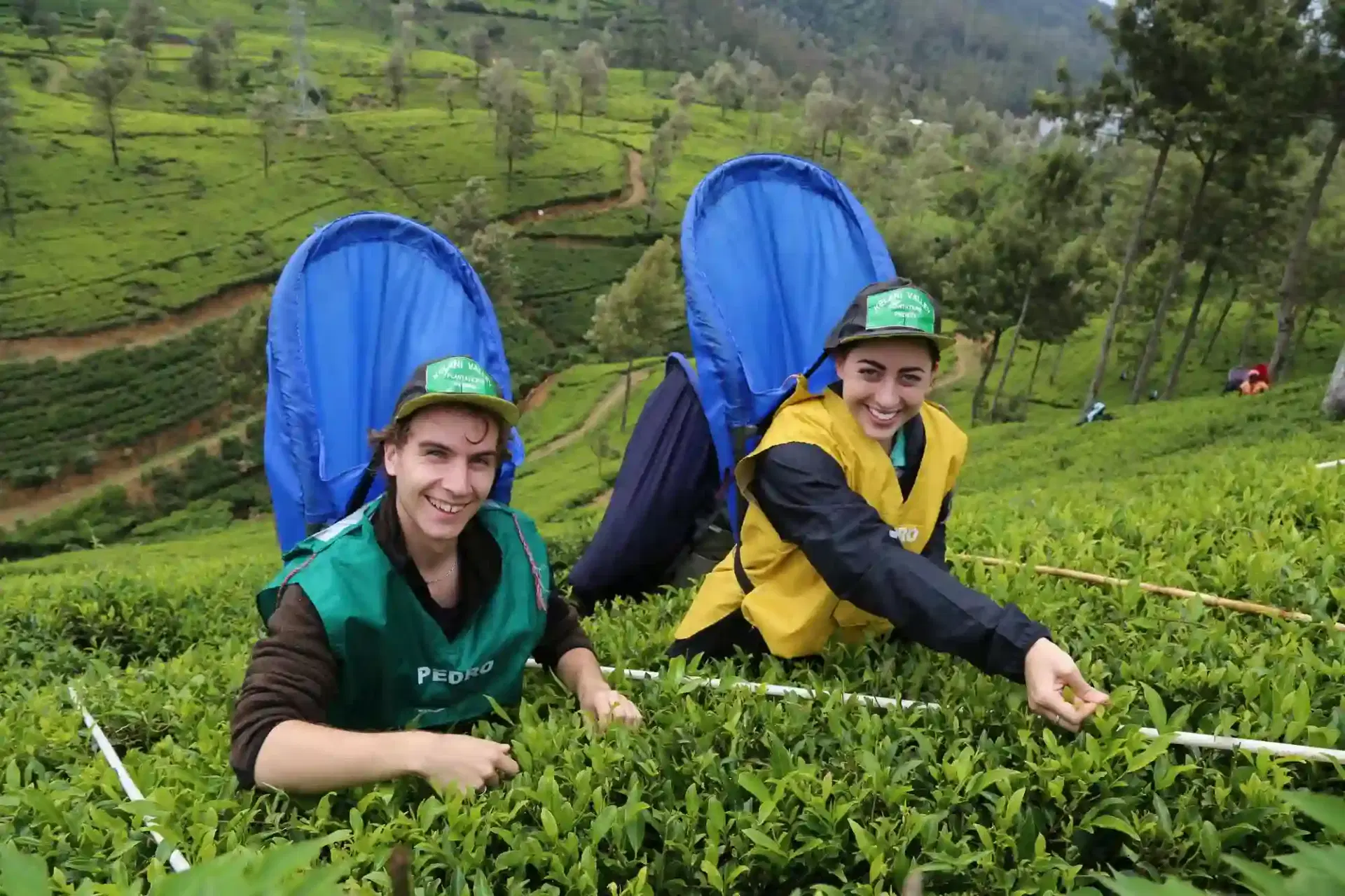 The Ultimate Guide to Sri Lankan Tea Country
