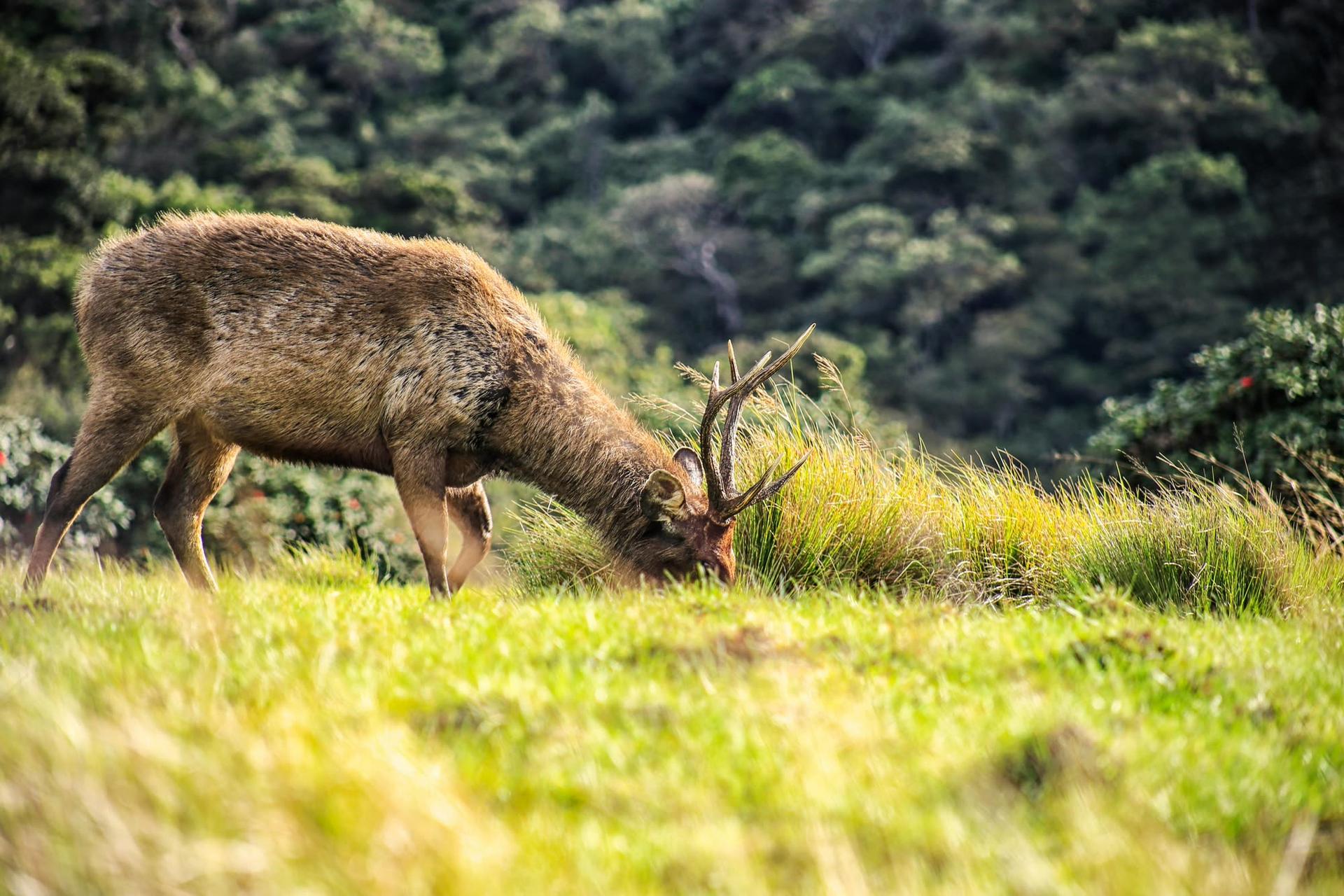 Sambar Deer Grazing in the Highlands