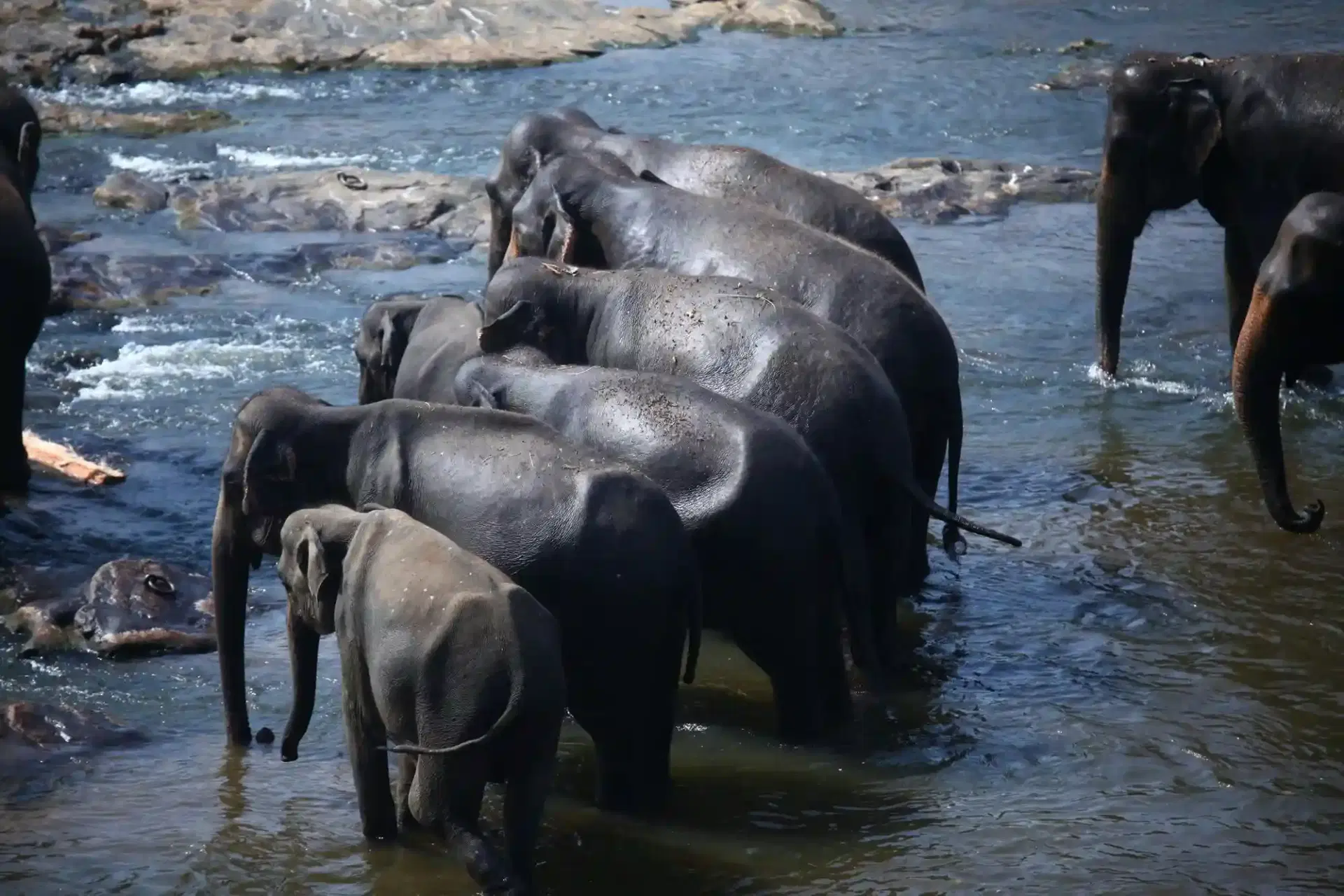 Elephants Gather at the Riverbank