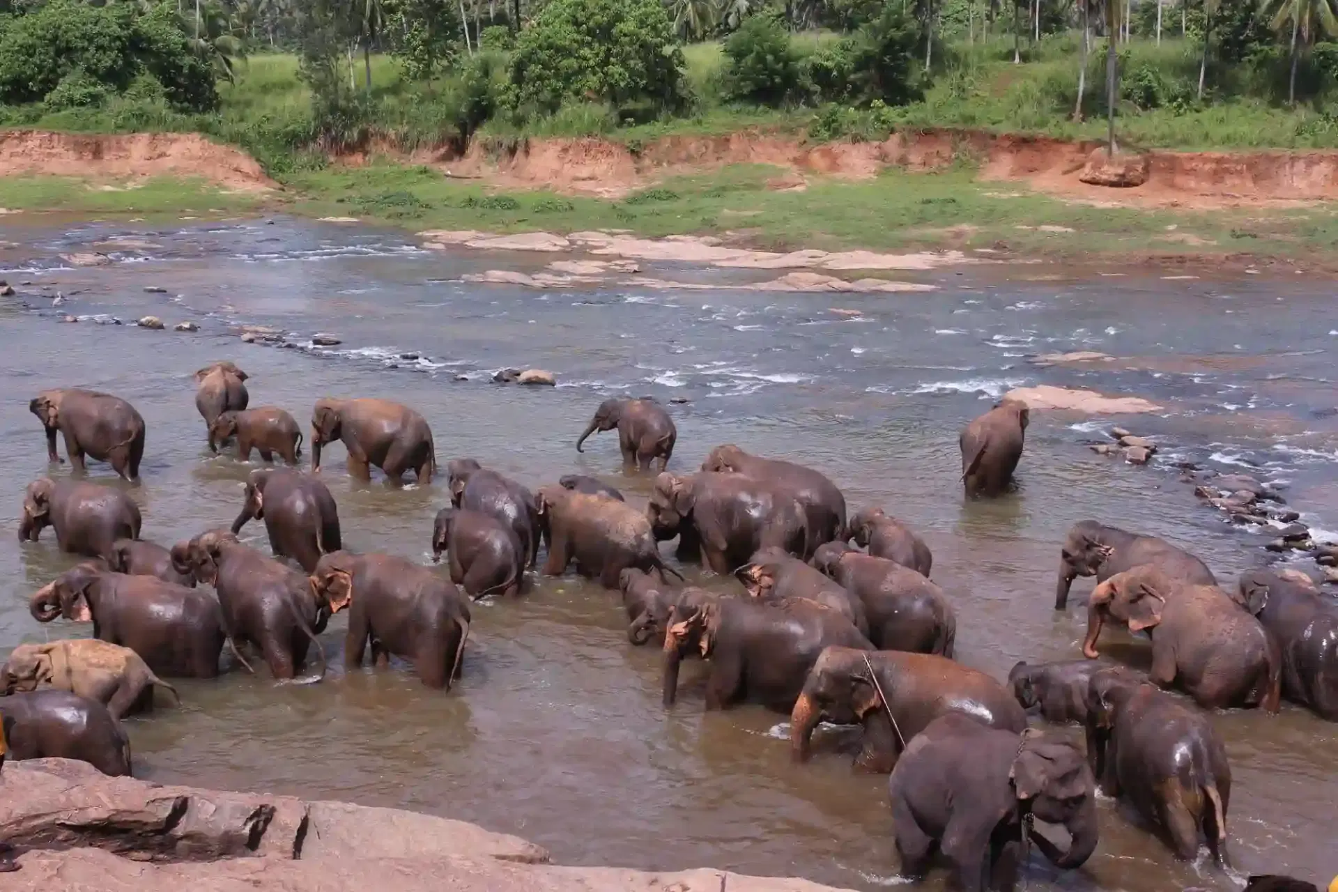 Elephant Herd Cooling Down