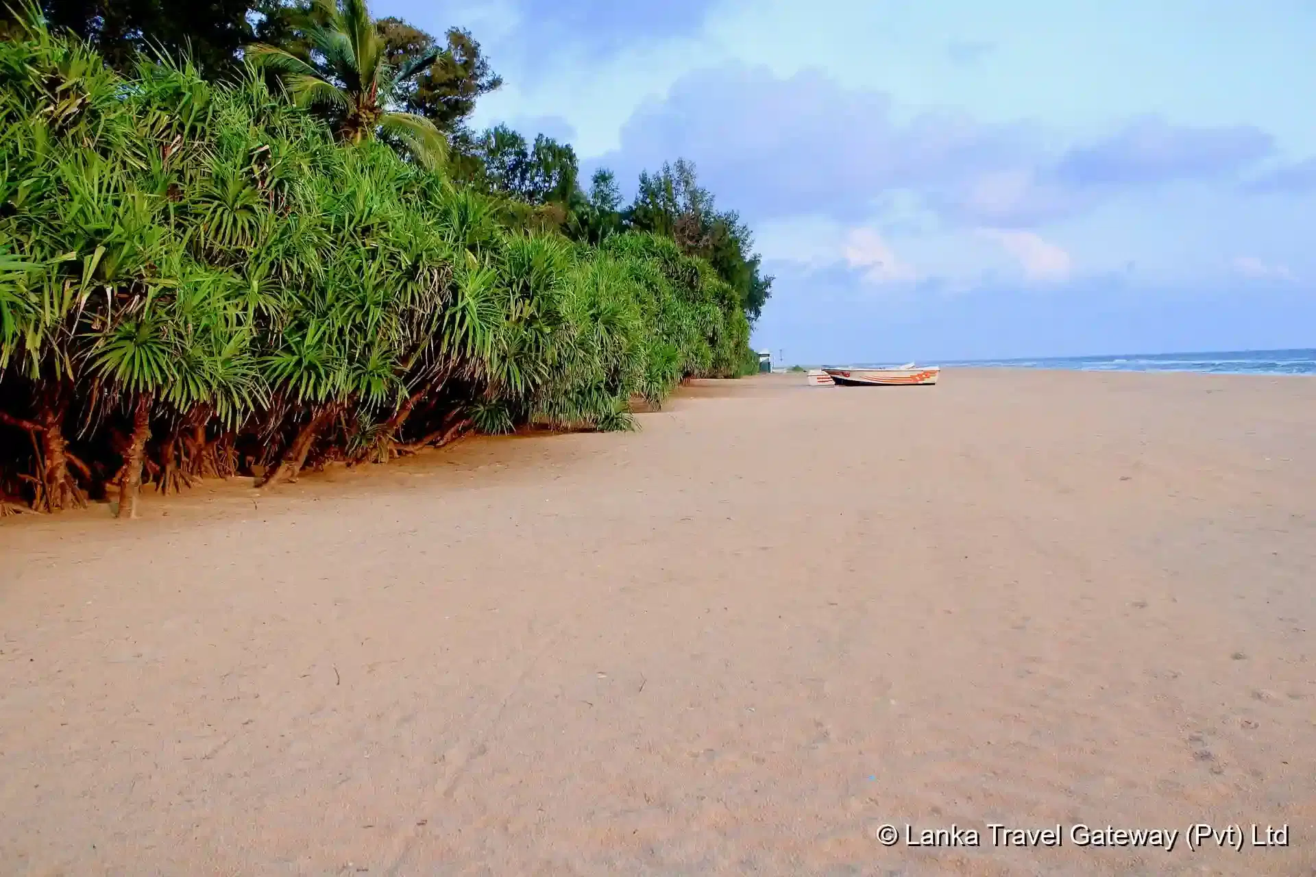 Untouched Shores and Coastal Vegetation