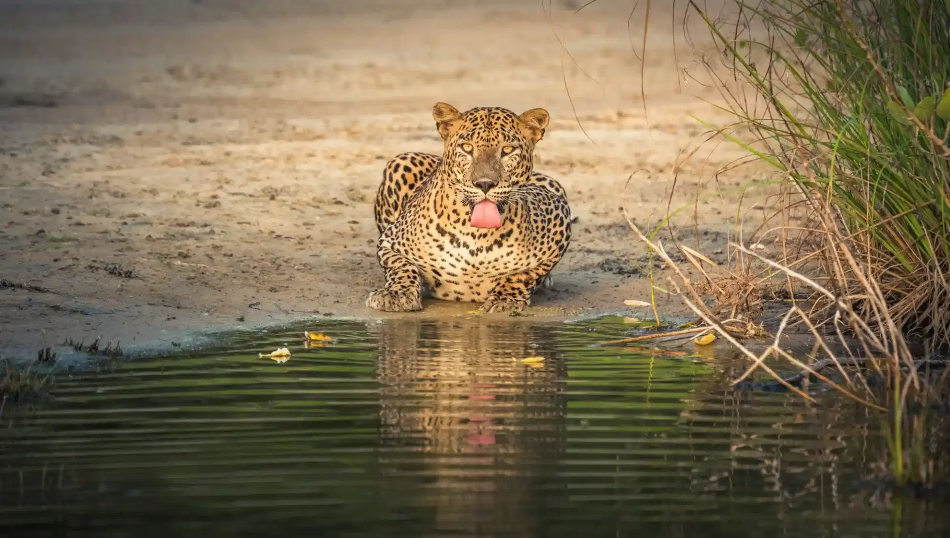 Leopard Reflection at Water’s Edge