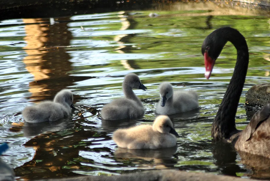 Black swan with cygnets on water at Hambantota Birds Park, Sri Lanka
