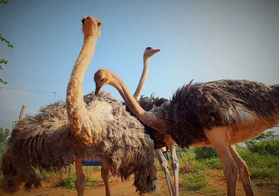 Three ostriches in the flightless birds zone at Hambantota Birds Park, Sri Lanka