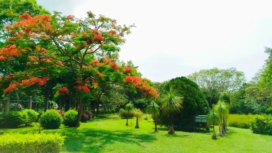 Flame tree in bloom beside the butterfly garden sign at Mirijjawila Dry Zone Botanic Gardens