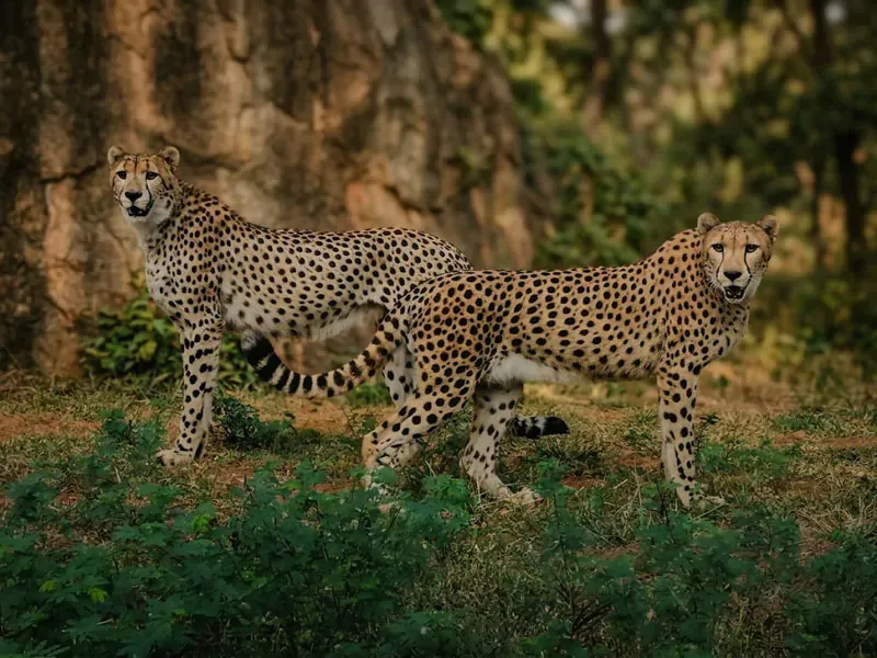 Two cheetahs at Ridiyagama Safari Park in Hambantota, Sri Lanka