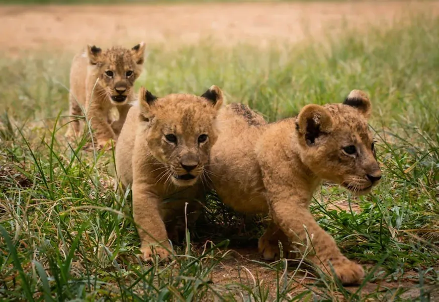 Lion cubs at Ridiyagama Safari Park, Sri Lanka's only drive-through safari park
