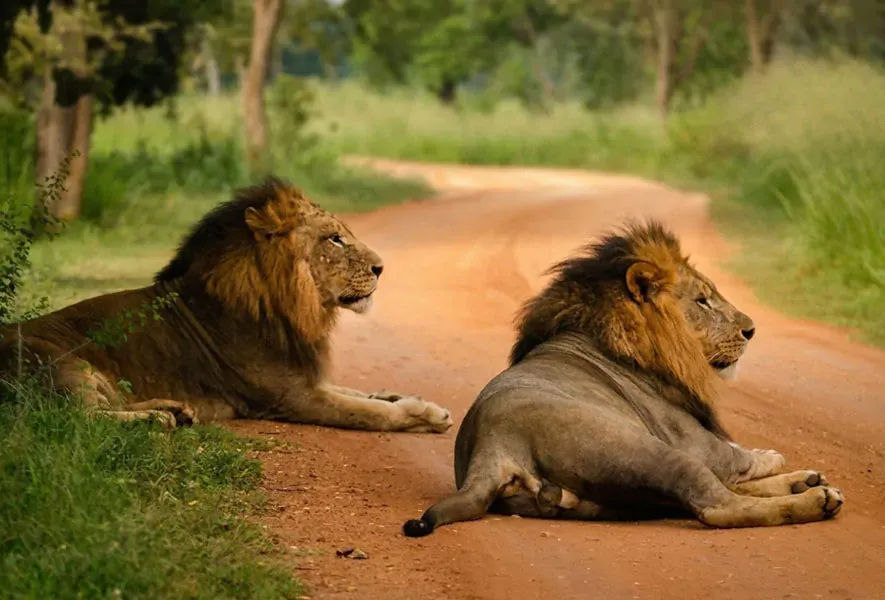 Two male African lions resting on a track at Ridiyagama Safari Park, Hambantota