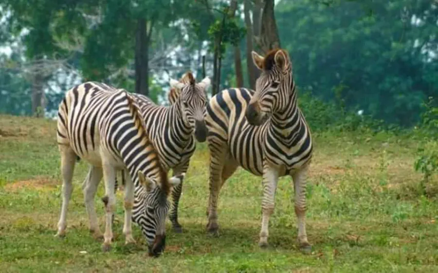 Zebras grazing at Ridiyagama Safari Park near Hambantota, Sri Lanka