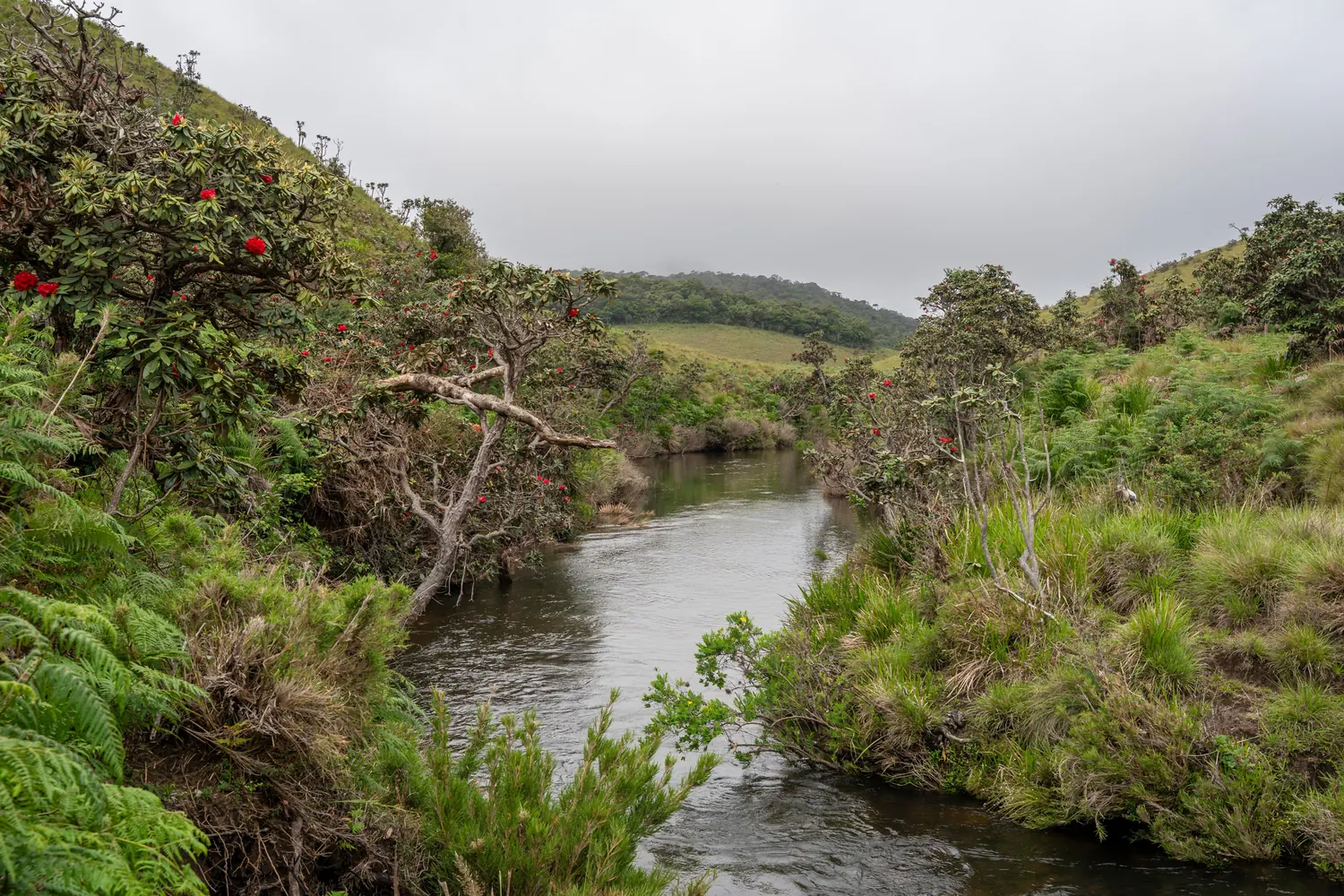 A stream winding through montane grassland at Horton Plains under low cloud, flanked by flowering red rhododendron trees and tree ferns