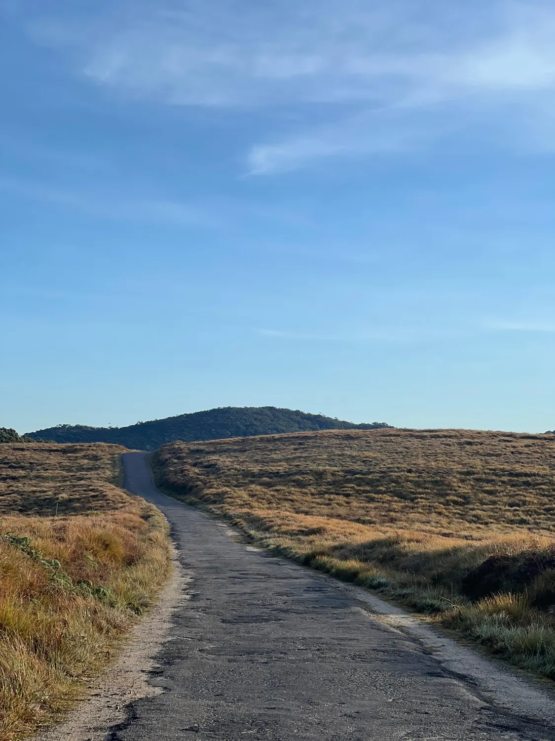 The narrow park road running through golden tussock grassland toward a distant peak in Horton Plains National Park