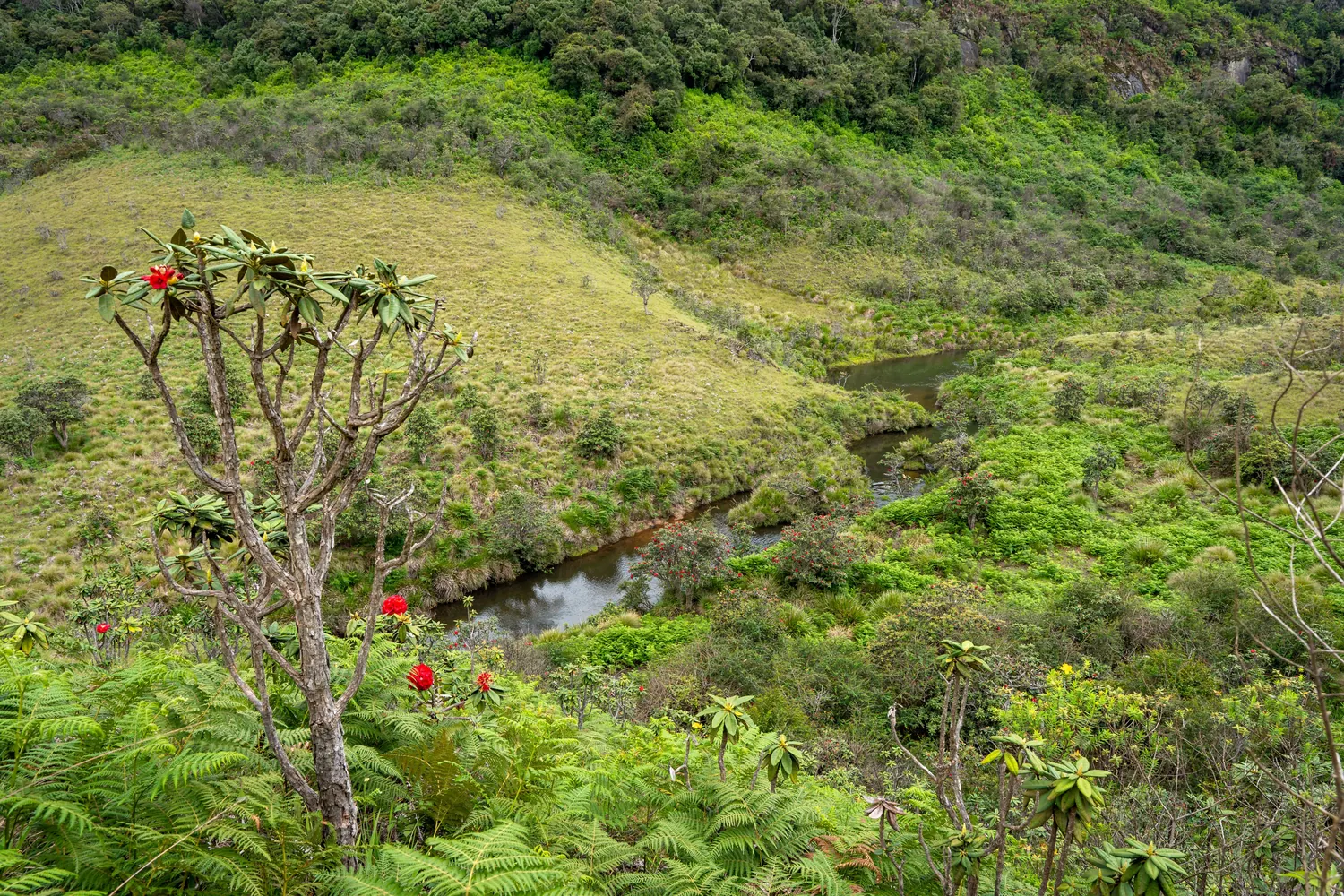 Grassland, montane forest, tree ferns and a flowering rhododendron above a stream valley at Horton Plains, showing the mosaic of habitats