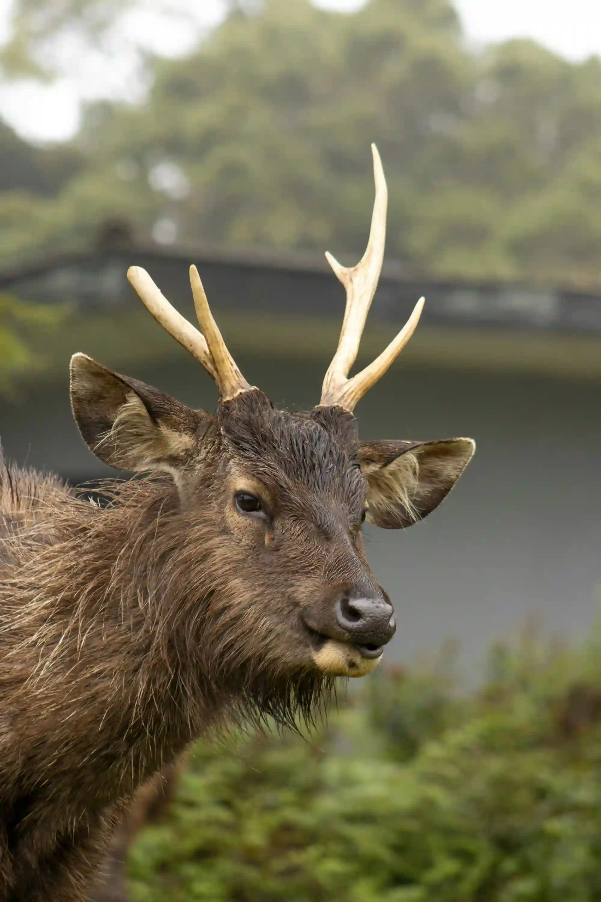 Close portrait of a sambar deer with wet coat in misty highland conditions near park buildings at Horton Plains