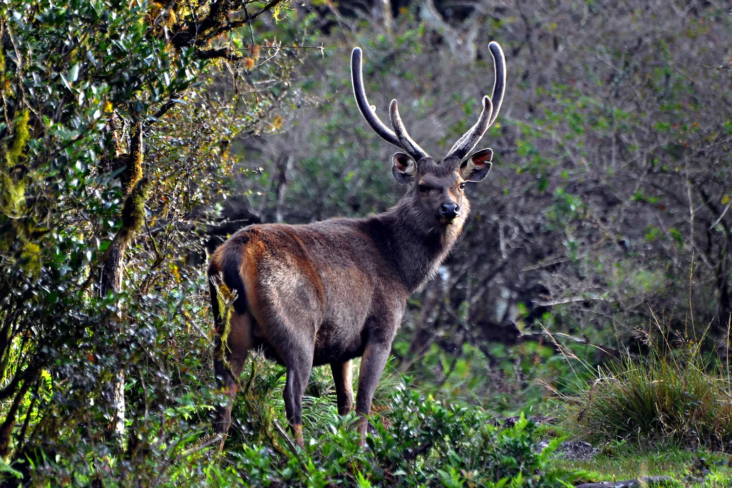 A large Sri Lankan sambar stag with full antlers standing at the edge of mossy montane forest in Horton Plains National Park