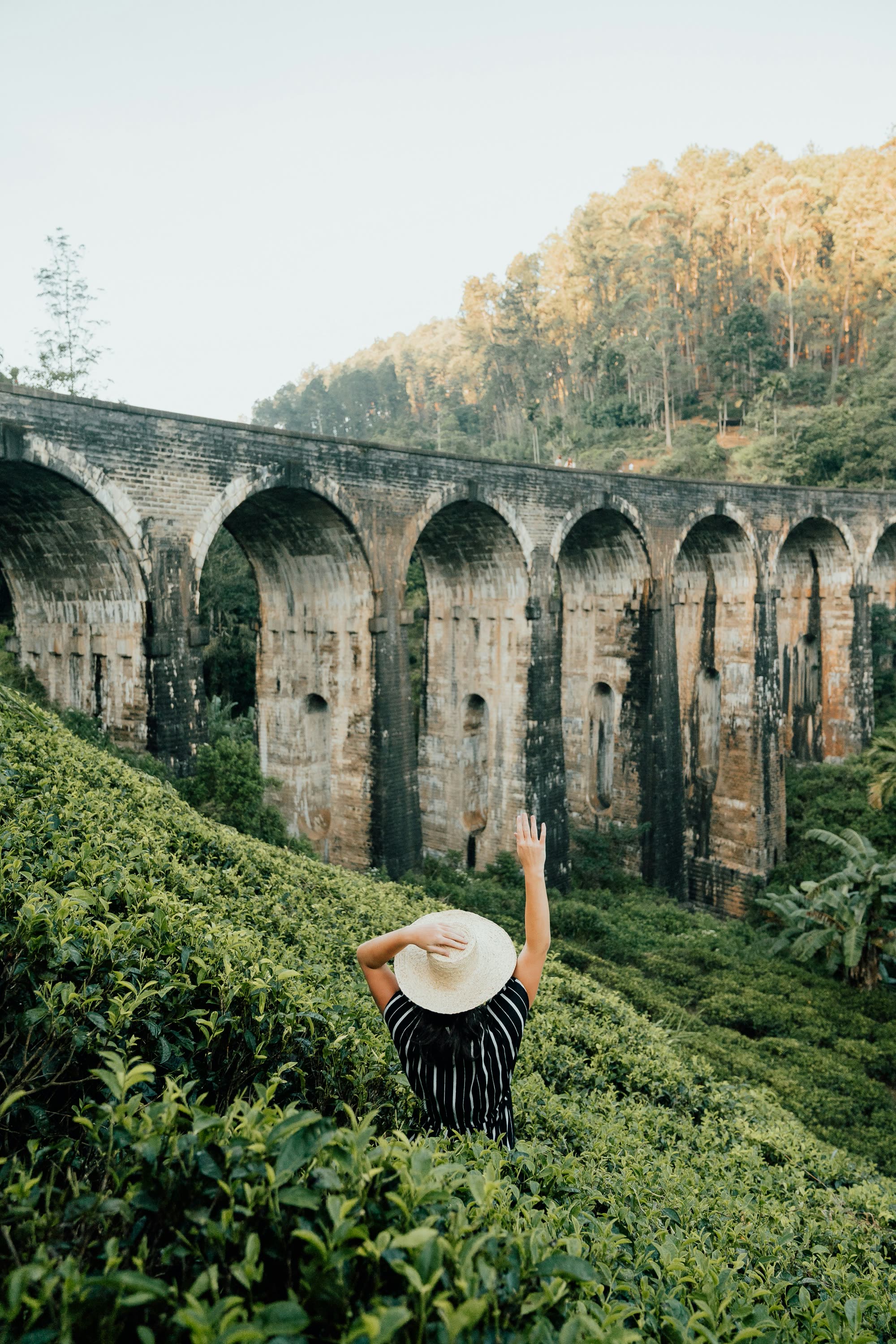 Tea Fields Near Nine Arches Bridge
