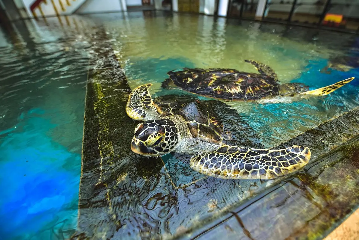 Galle Turtel Hatchery