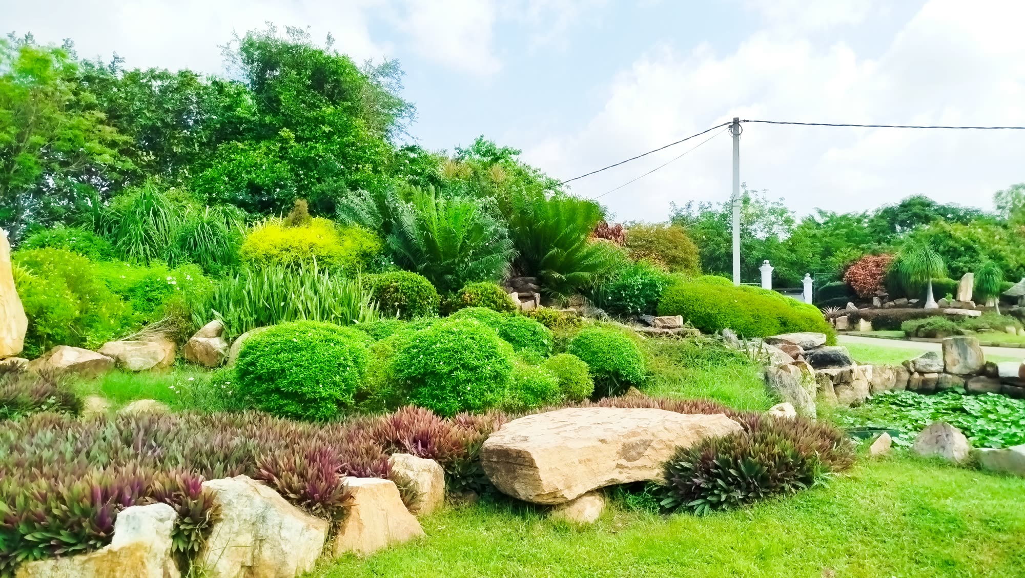 Vibrant Greenery of the Dry Zone Botanical Garden