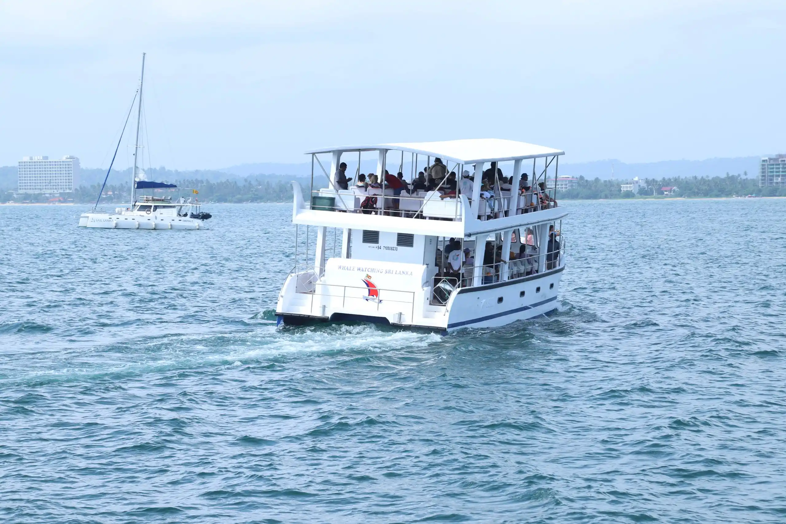Whale Watching at Mirissa