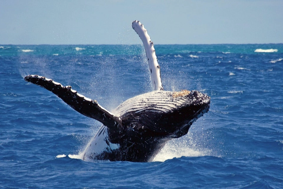 Whale Watching at Mirissa