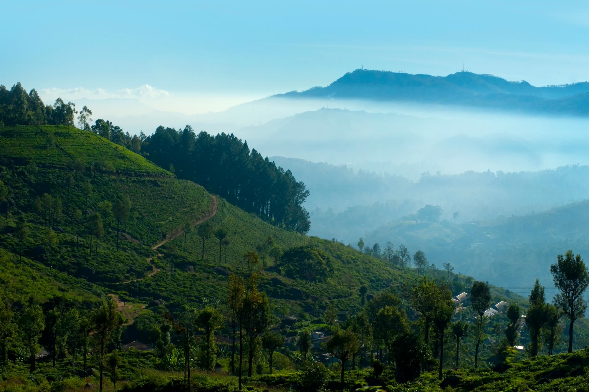 Tea Plantations in the Morning Mist